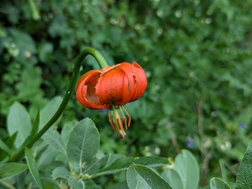 Lilium carniolicum, photograph 6