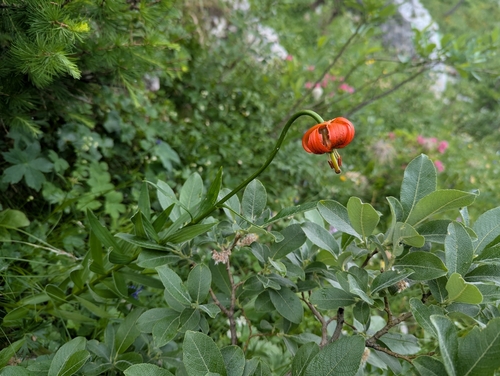 Lilium carniolicum, photograph 5