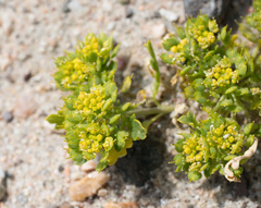 Lepidium flavum