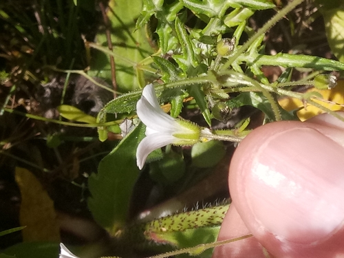 Arenaria cerastioides image