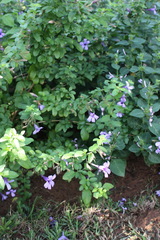 Dyschoriste thunbergiiflora