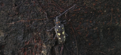 Mango Longhorn Beetle