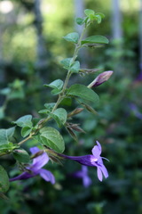 Dyschoriste thunbergiiflora