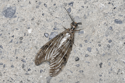 Neochauliodes parasparsus