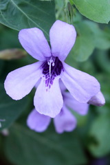 Dyschoriste thunbergiiflora