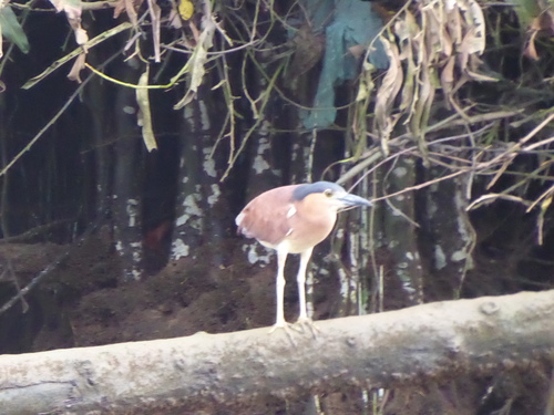 Nankeen Night Heron