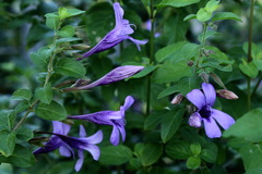 Dyschoriste thunbergiiflora