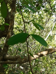 Erythroxylum havanense