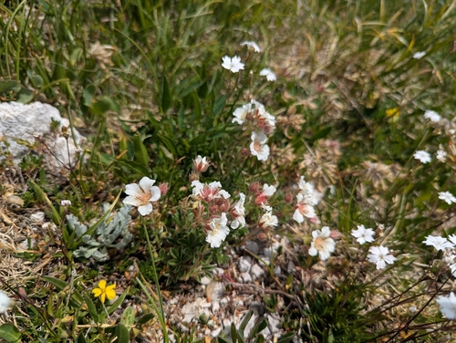 Potentilla clusiana, photograph 6