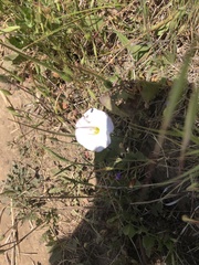 Calystegia subacaulis