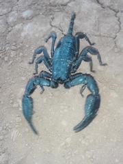 Scorpionoidea