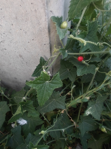 Cucumis maderaspatanus, photograph 2