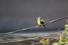 Tyrannus melancholicus