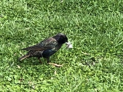 Sturnus vulgaris