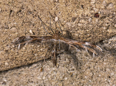 Dejongia lobidactylus