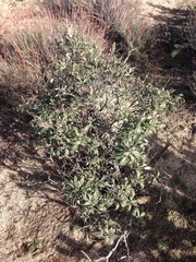 Eriodictyon trichocalyx lanatum