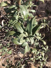 Eriodictyon trichocalyx lanatum