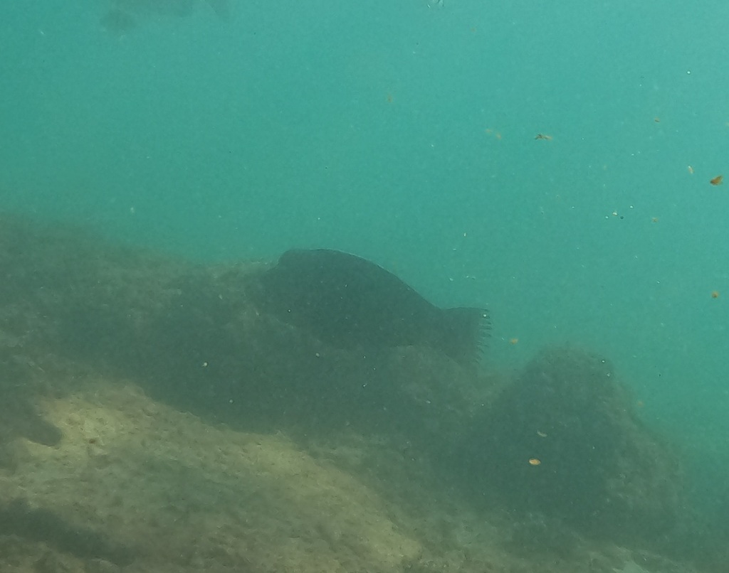 Raggedfin Parrotfish