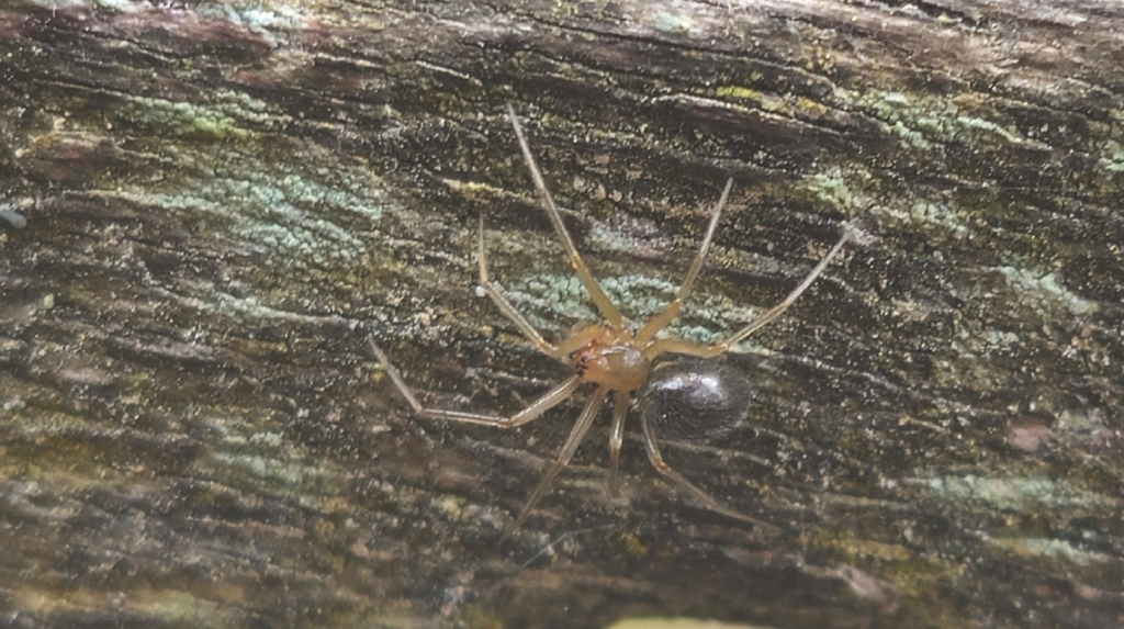 Centromerus brevipalpus