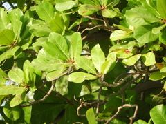 Terminalia catappa