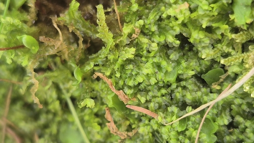 Harpanthus flotovianus observed 2026-07-13