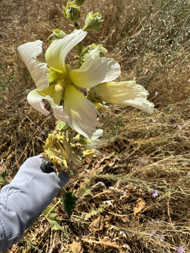 Alcea nudiflora