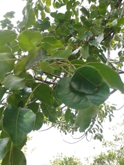 Metopium brownei