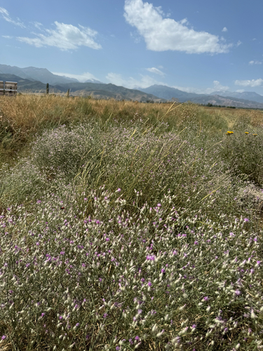 Centaurea virgata