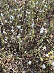 Micropus californicus