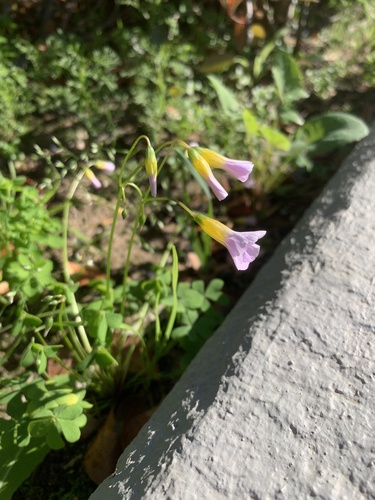 Oxalis caprina, photograph 5