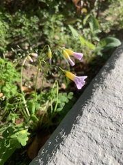 Oxalis caprina, photograph (c) Dave Richardson, some rights reserved (CC BY)