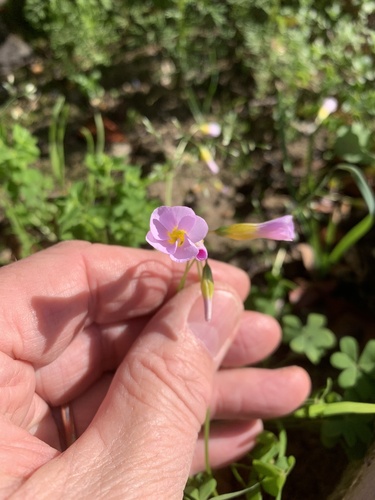 Oxalis caprina, photograph 6