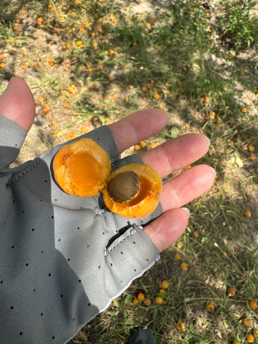 apricot