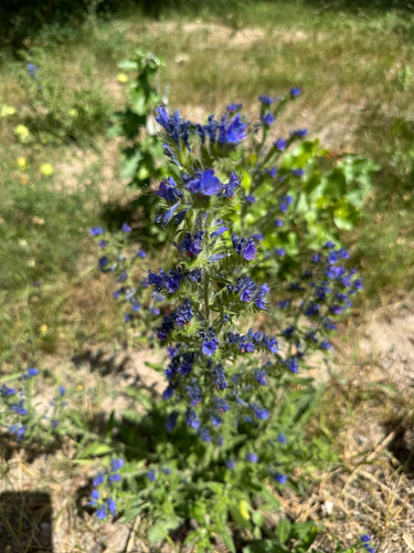 viper's-bugloss