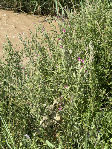 Great Willowherb