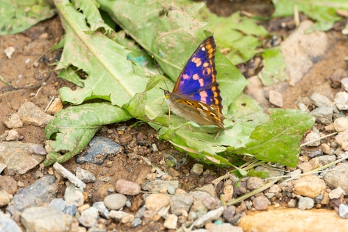 Freyer's Purple Emperor