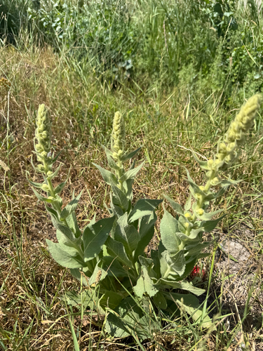 great mullein
