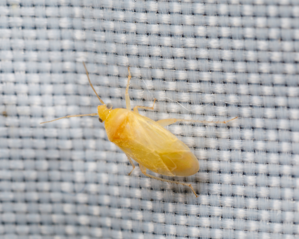 Izyaius sericeus