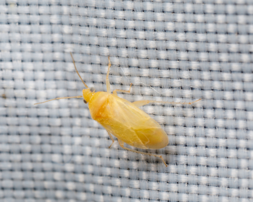 Izyaius sericeus