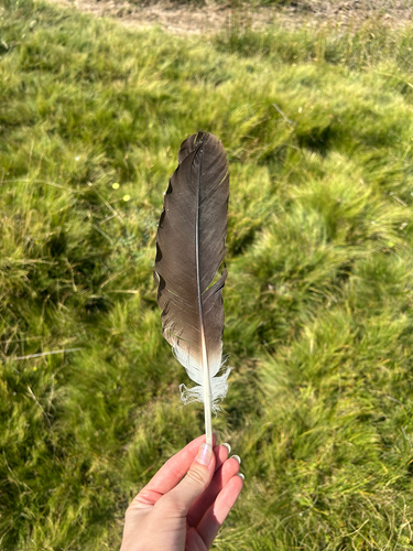 Plume de Cigogne blanche