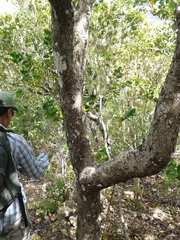 Metopium brownei
