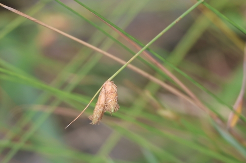 Fimbristylis tristachya observed 2026-07-13