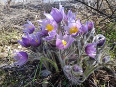 Pulsatilla patens