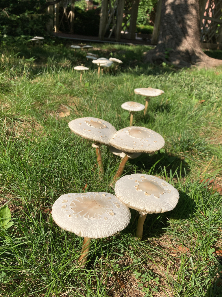Green-spored Parasol · July 2026 · photo: Photo: (c) tkr421, some rights reserved (CC BY) · iNaturalist