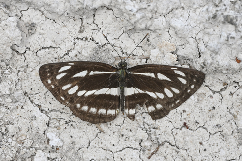 Pallas' Sailer