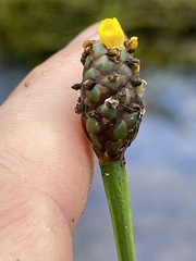 Xyris jupicai, photograph (c) James Hardee, some rights reserved (CC BY)