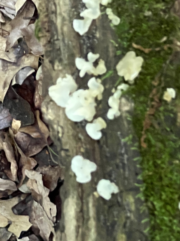 white jelly fungus · July 2026 · photo: Photo: (c) Mark Richman, some rights reserved (CC BY) · iNaturalist