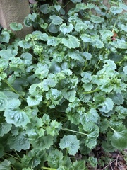 Campanula poscharskyana