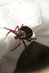 Dermacentor variabilis
