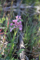 Anacamptis morio caucasica